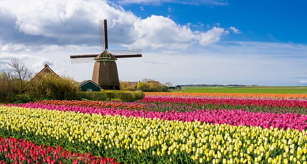 FÊTE DES FLEURS EN HOLLANDE, BELGIQUE